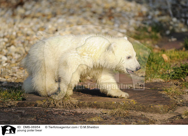 young polar bear / DMS-06954