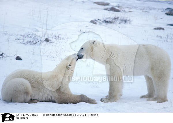 ice bears / FLPA-01528