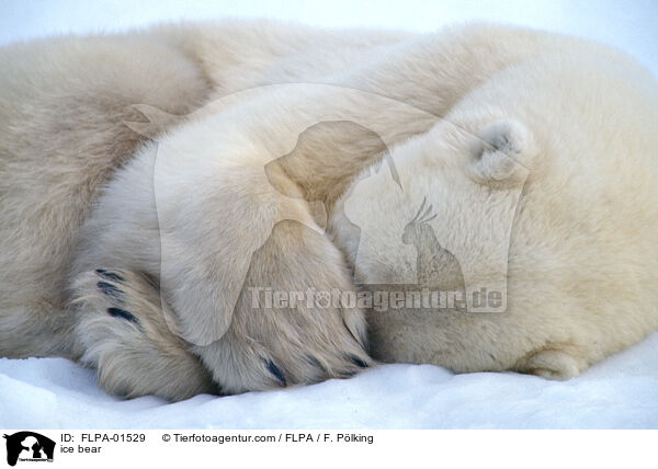 Eisbr / ice bear / FLPA-01529