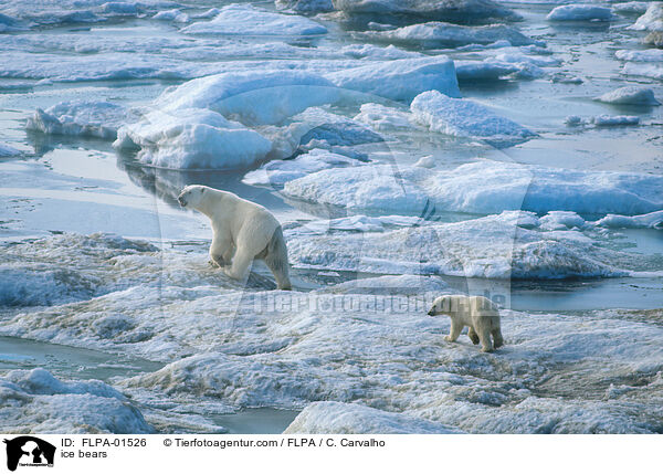 ice bears / FLPA-01526