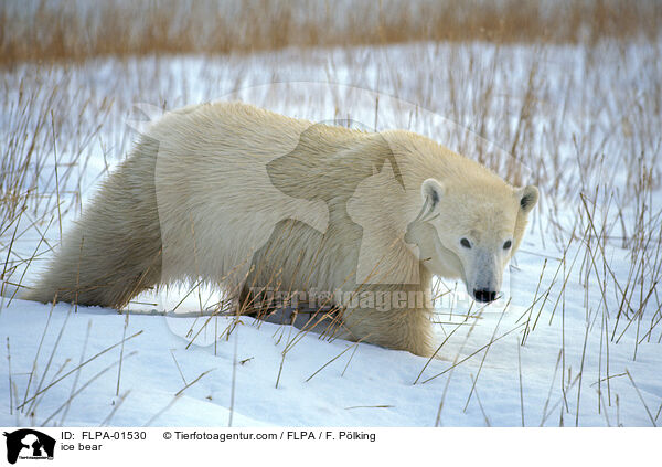 ice bear / FLPA-01530
