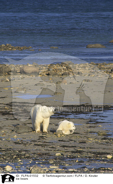 Eisbren / ice bears / FLPA-01532