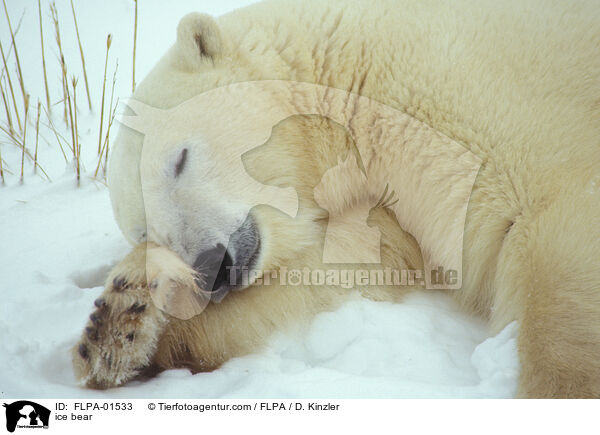 ice bear / FLPA-01533