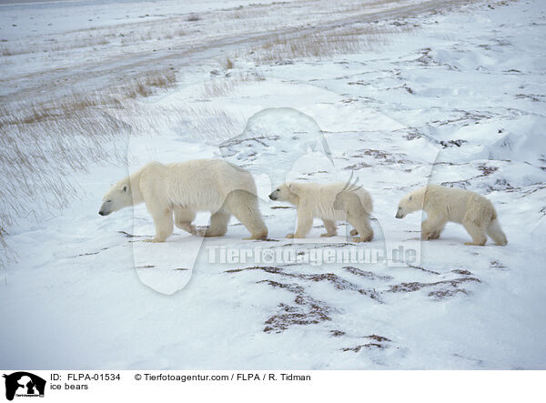 ice bears / FLPA-01534