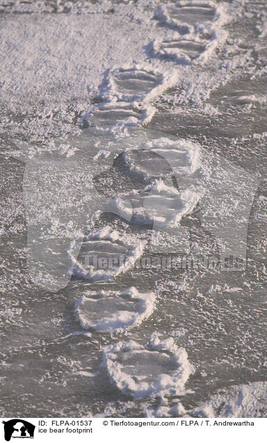 Eisbr Fuspur / ice bear footprint / FLPA-01537