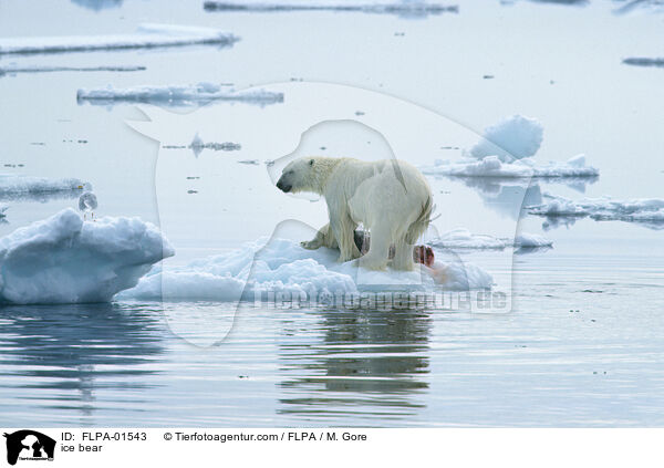 Eisbr / ice bear / FLPA-01543