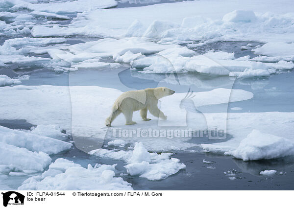 ice bear / FLPA-01544