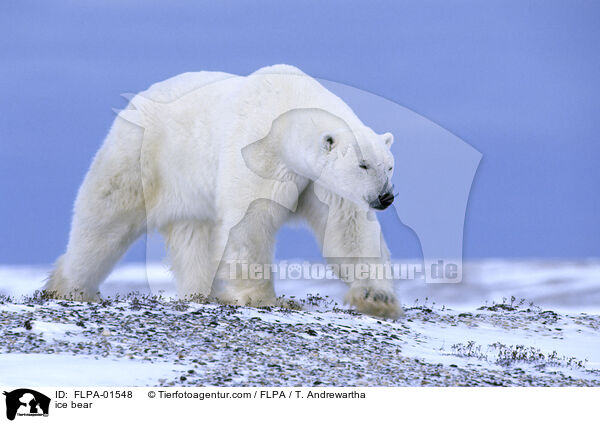 Eisbr / ice bear / FLPA-01548