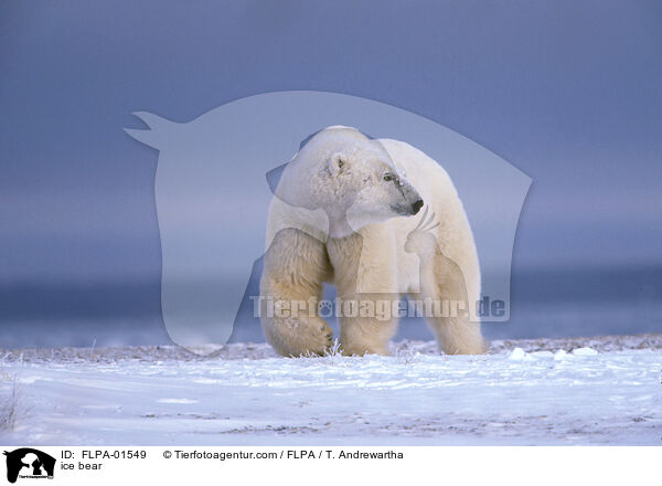 Eisbr / ice bear / FLPA-01549