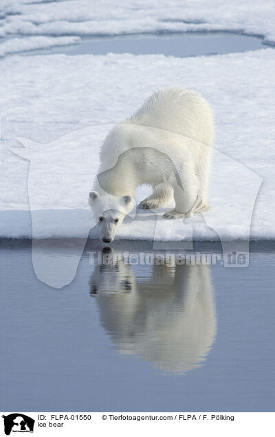 ice bear / FLPA-01550
