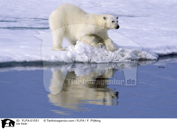 ice bear / FLPA-01551