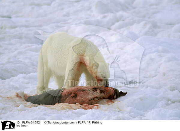 Eisbr / ice bear / FLPA-01552