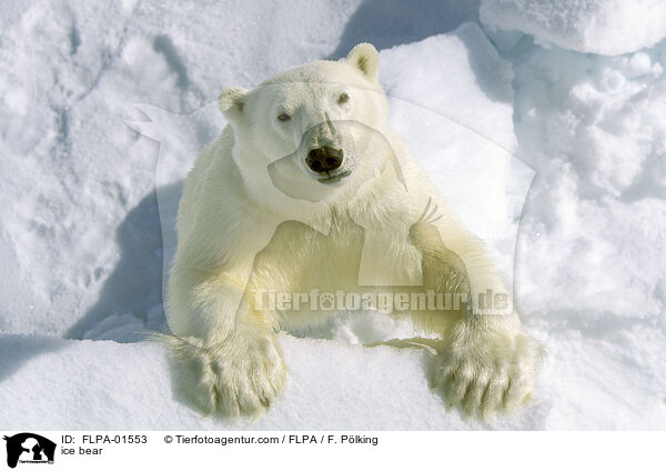ice bear / FLPA-01553