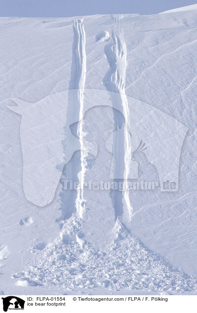 ice bear footprint / FLPA-01554
