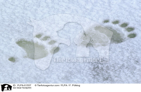 ice bear footprint / FLPA-01557