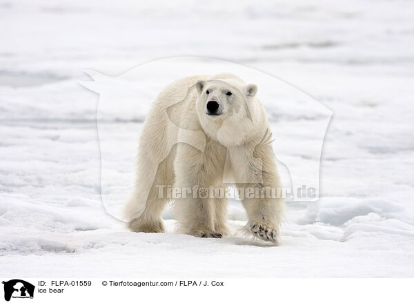 ice bear / FLPA-01559