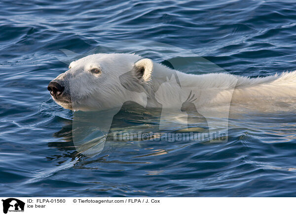 Eisbr / ice bear / FLPA-01560
