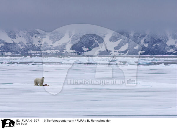 ice bear / FLPA-01567