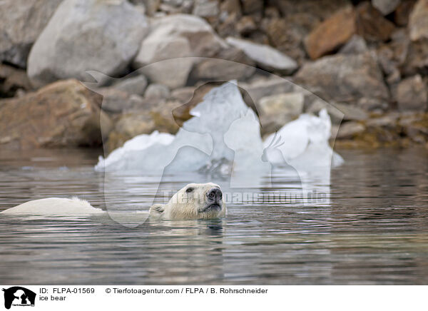 Eisbr / ice bear / FLPA-01569