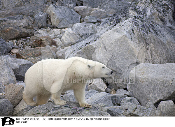 ice bear / FLPA-01570