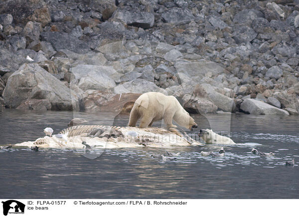 ice bears / FLPA-01577