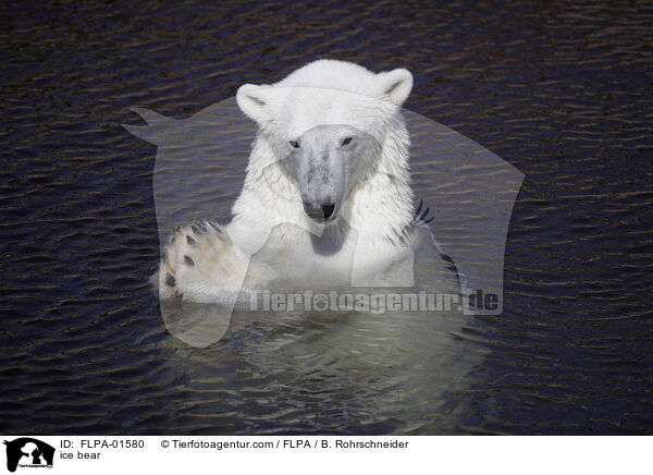 ice bear / FLPA-01580