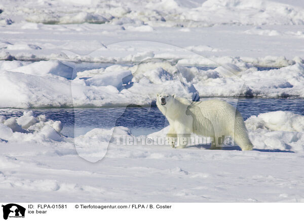 ice bear / FLPA-01581