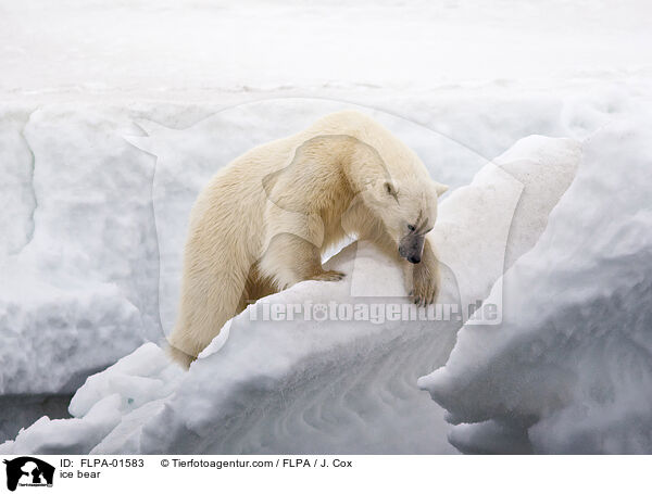 ice bear / FLPA-01583