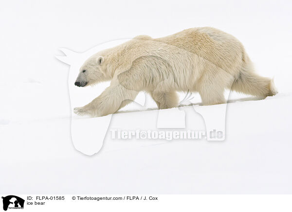 ice bear / FLPA-01585