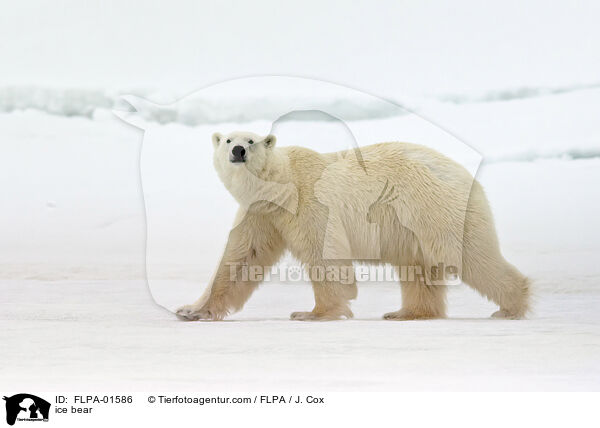ice bear / FLPA-01586