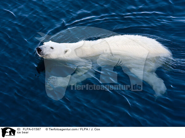 Eisbr / ice bear / FLPA-01587