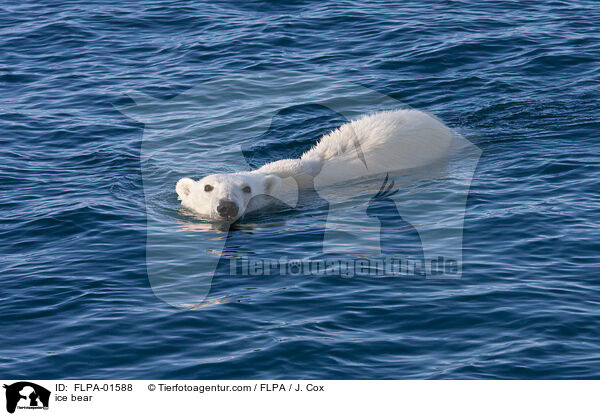 Eisbr / ice bear / FLPA-01588