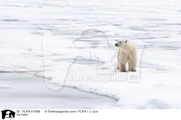 ice bear / FLPA-01589