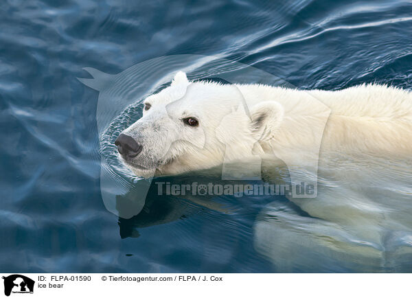 ice bear / FLPA-01590