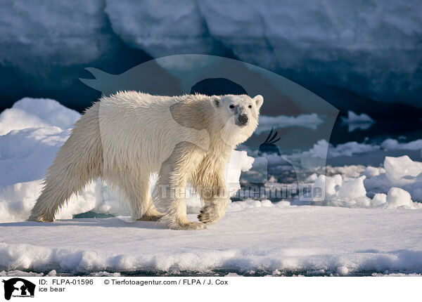 ice bear / FLPA-01596