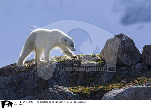 ice bear / FLPA-01599