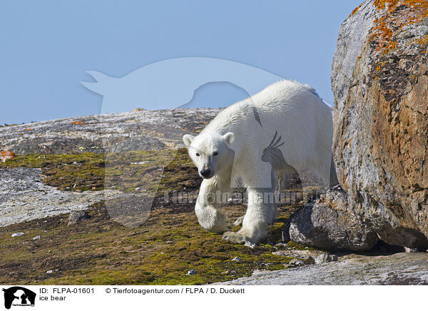 Eisbr / ice bear / FLPA-01601
