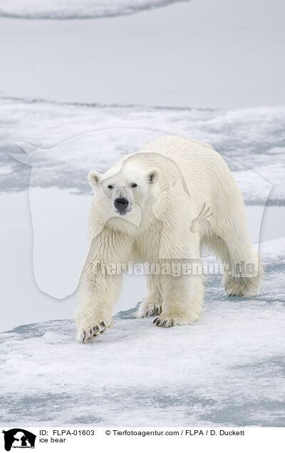 ice bear / FLPA-01603