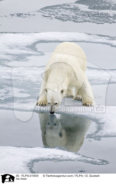 ice bear / FLPA-01605