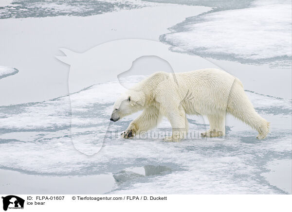 ice bear / FLPA-01607