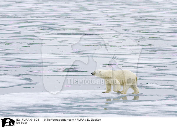 ice bear / FLPA-01608