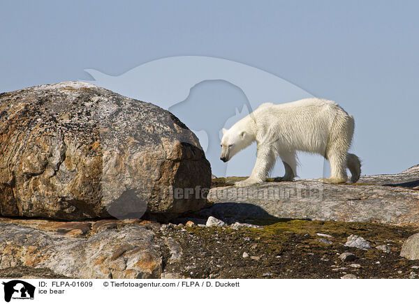ice bear / FLPA-01609