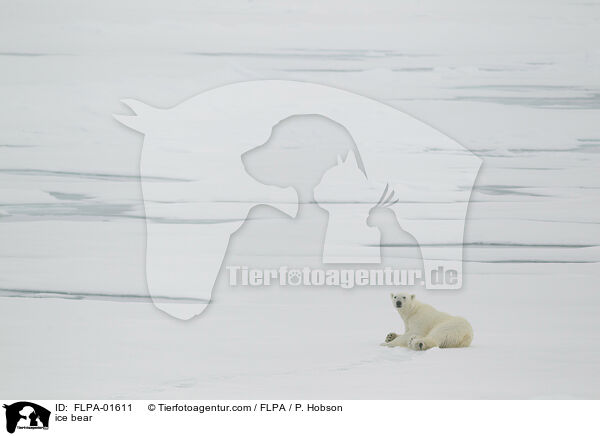 Eisbr / ice bear / FLPA-01611