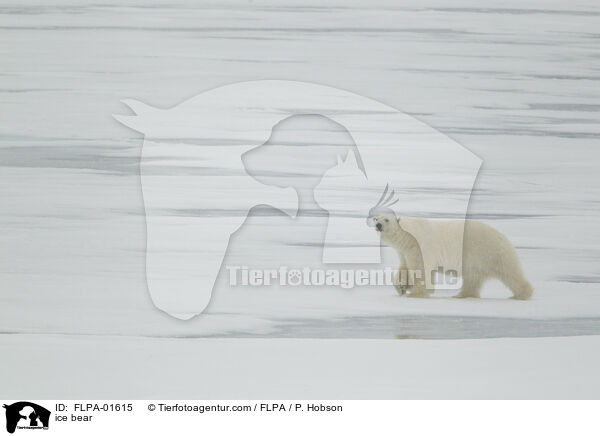 Eisbr / ice bear / FLPA-01615