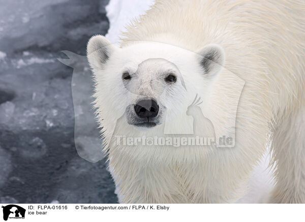 Eisbr / ice bear / FLPA-01616