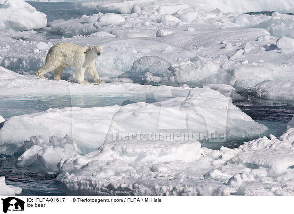 ice bear / FLPA-01617