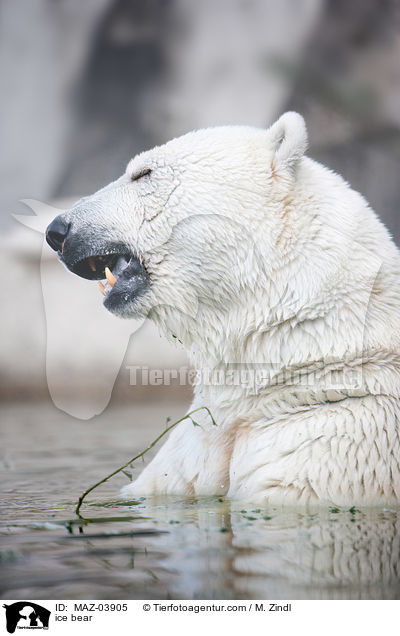 Eisbr / ice bear / MAZ-03905
