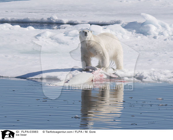 Eisbr / ice bear / FLPA-03983