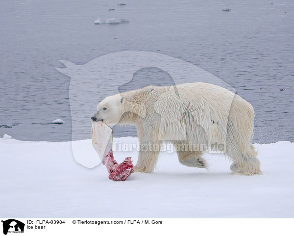 Eisbr / ice bear / FLPA-03984