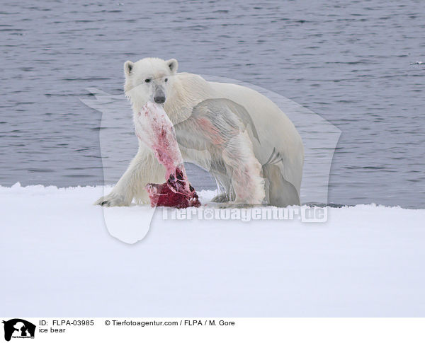 ice bear / FLPA-03985